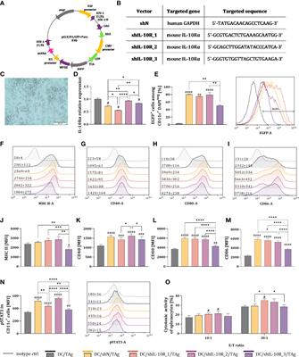 Frontiers | Combined Therapy With Methotrexate Nanoconjugate And ...